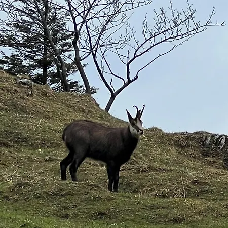 Traudi Oberstdorf